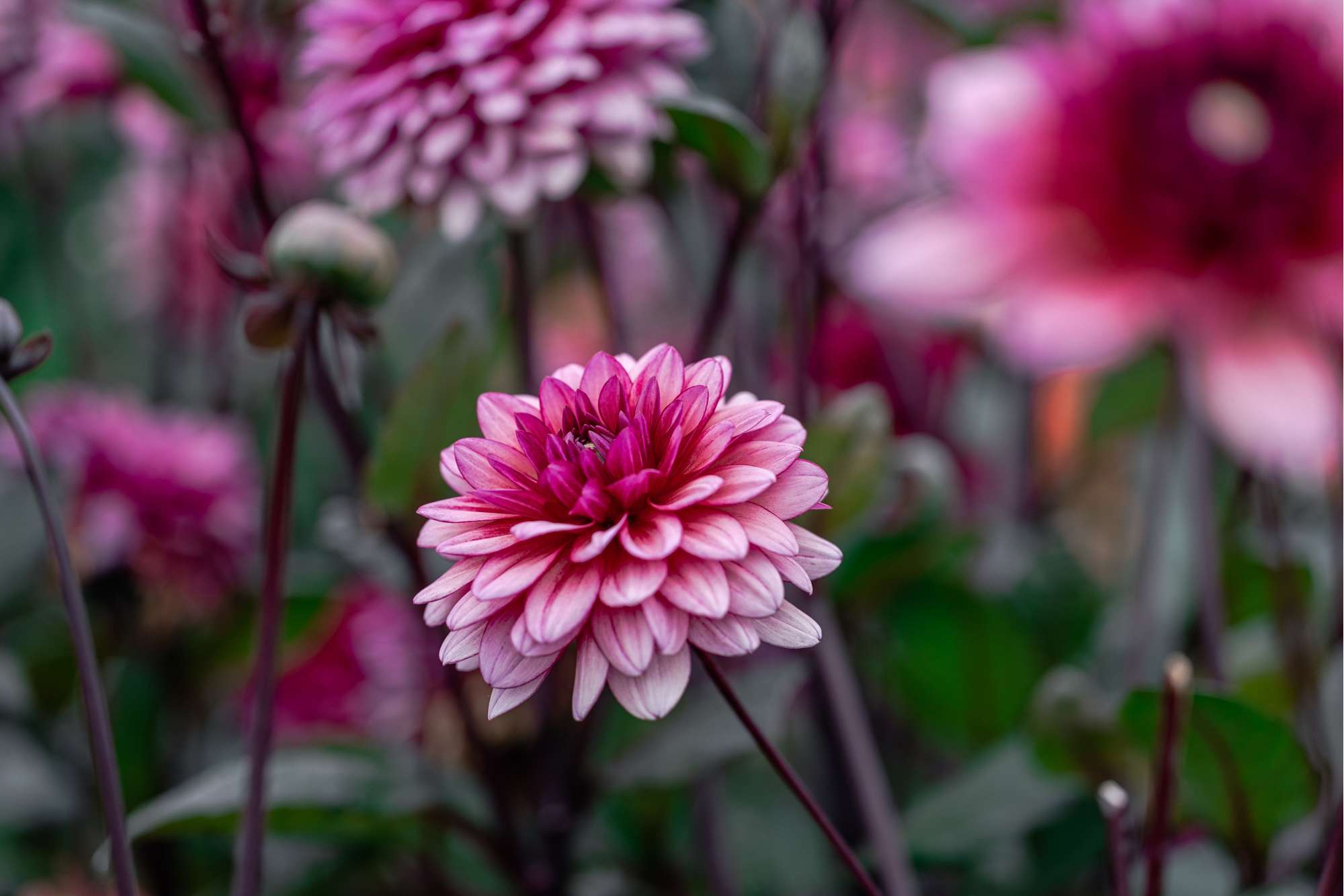 Dahlia 'Molly Raven'